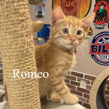 Domestic Short Hair Cats Available for Adoption in San Tan Valley, Arizona - Romeo | PetCurious