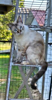 Sophie -  Siamese and Tabby Cat for Adoption in Mount Pleasant, Texas - Sophie | PetCurious