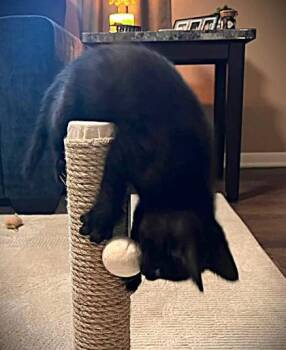 Eggroll -  Domestic Short Hair Cat for Adoption in Kansas City, Missouri - Eggroll | PetCurious