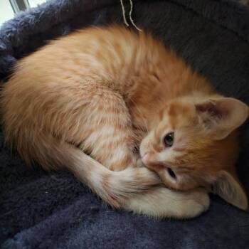 Rescue Domestic Short Hair Cats for Adoption in Redlands, California - Cinnamon | PetCurious