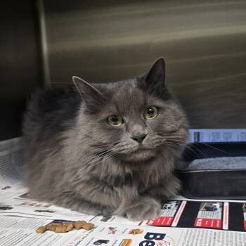 Domestic Long Hair Cats Available for Adoption in Murray, Utah - Dutchess | PetCurious