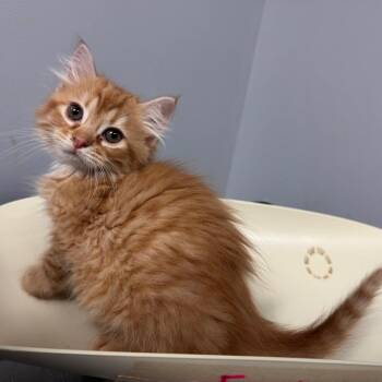 Sprinkler 1914 -  Domestic Short Hair Cat for Adoption in Columbus, Georgia - Sprinkler 1914 | PetCurious