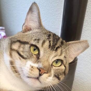 Domestic Short Hair Cats Available for Adoption - Po | PetCurious