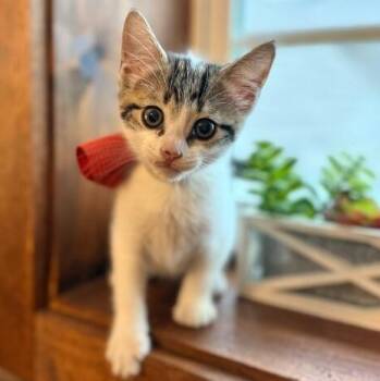 Azalea Lumberton -  Tabby and Domestic Short Hair Cat for Adoption in Friendswood, Texas - Azalea Lumberton | PetCurious
