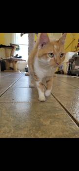 Rescue Domestic Short Hair Cats for Adoption in Owensboro, Kentucky - JASPER! | PetCurious