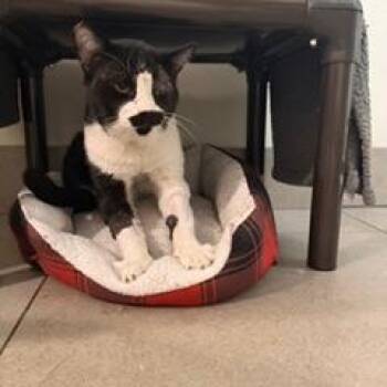 Captain Jack -  Domestic Short Hair Cat for Adoption in Las Vegas, Nevada - Captain Jack | PetCurious