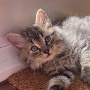 Bouncer -  Tabby Cat for Adoption in Stanstead, Quebec - Bouncer | PetCurious