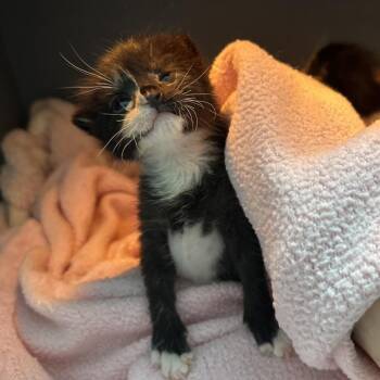Left Eye -  Domestic Short Hair Cat for Adoption in Abilene, Texas - Left Eye | PetCurious