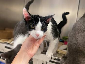 KAREN -  Domestic Short Hair Cat for Adoption in Fort Wayne, Indiana - KAREN | PetCurious