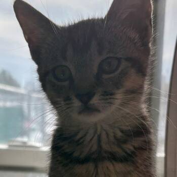 Domestic Short Hair Cats Available for Adoption - Mistletoe | PetCurious