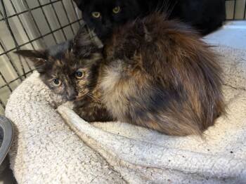 Rescue Domestic Medium Hair Cats for Adoption in Lawrenceville, Illinois - Norma | PetCurious