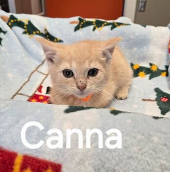 Rescue Domestic Medium Hair Cats for Adoption in Sidney, Ohio - Canna | PetCurious