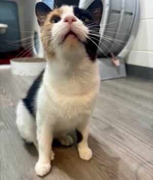 Sylveon -  Domestic Short Hair Cat for Adoption in Georgetown, South Carolina - Sylveon | PetCurious