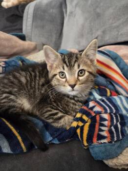 kicker -  Domestic Short Hair Cat Available for Adoption in Richmond, Virginia - Kicker | PetCurious