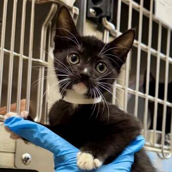 Middlehurry -  Domestic Short Hair Cat for Adoption in Walnut Creek, California - Middlehurry | PetCurious