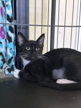 Taco -  Domestic Short Hair Cat for Adoption in Elk Grove, California - Taco | PetCurious
