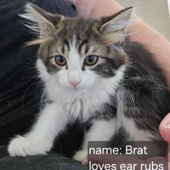 Brat Orr -  Domestic Long Hair Cat for Adoption in Eagle Mountain, Utah - Brat Orr | PetCurious