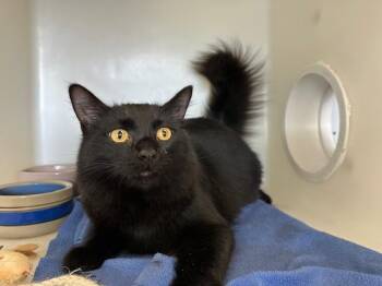 Domestic Long Hair Cats Available for Adoption in Mckinleyville, California - PERRY | PetCurious