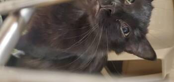 Rescue Domestic Long Hair Cats for Adoption in Muncie, Indiana - Starfire | PetCurious