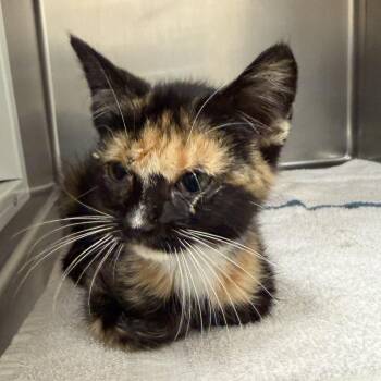 Domestic Short Hair Cats Available for Adoption in Goleta, California - Tootsie | PetCurious