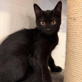 Chubb -  Domestic Short Hair Cat for Adoption in Midland, Texas - Chubb | PetCurious