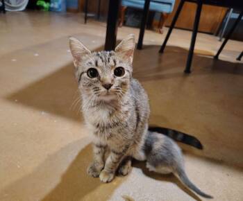 Domestic Short Hair Cats Available for Adoption - Bella Rose | PetCurious