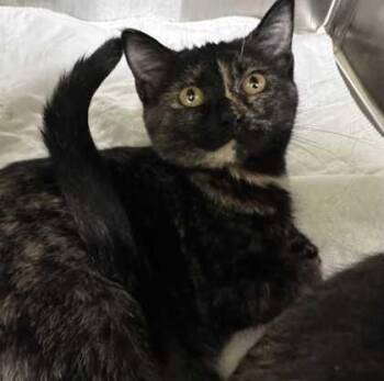 Domestic Short Hair Cats Available for Adoption - Feta | PetCurious