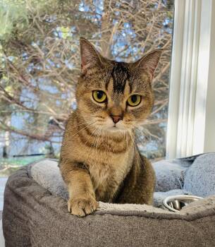 Rescue American Shorthair and Domestic Short Hair Cats for Adoption in Cincinnati, Ohio - Marlo | PetCurious