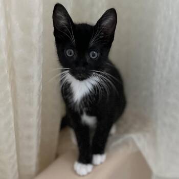 Wind -  Domestic Short Hair Cat for Adoption in Grantsville, Utah - Wind | PetCurious