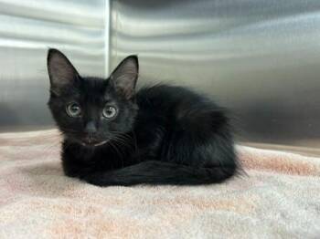 Glo -  Domestic Short Hair Cat for Adoption in Thousand Oaks, California - Glo | PetCurious
