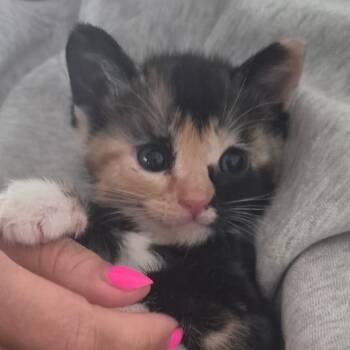 Penny -  Domestic Short Hair Cat for Adoption in Houston, Texas - Penny | PetCurious
