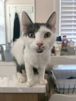 Marilyn Monroe -  Domestic Medium Hair and Domestic Short Hair Cat for Adoption in Columbia, South Carolina - Marilyn Monroe | PetCurious