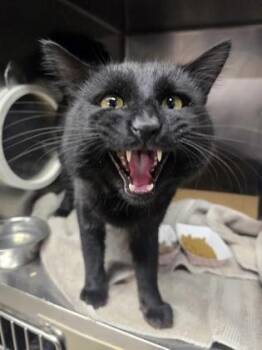 Domestic Short Hair Cats Available for Adoption in Roseville, California - Waffle | PetCurious