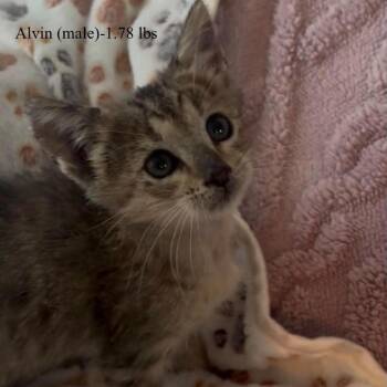 Alvin -  Domestic Medium Hair Cat for Adoption in Kerrville, Texas - Alvin | PetCurious