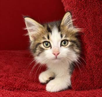 Gale 1387-26 -  Domestic Medium Hair and Domestic Short Hair Cat for Adoption in Cumming, Georgia - Gale 1387-26 | PetCurious