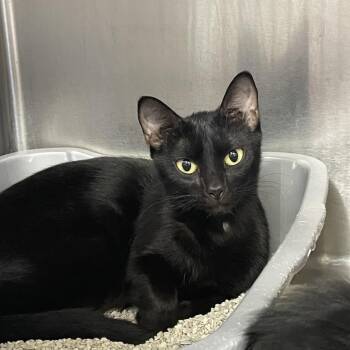 Domestic Short Hair Cats Available for Adoption - Annika | PetCurious