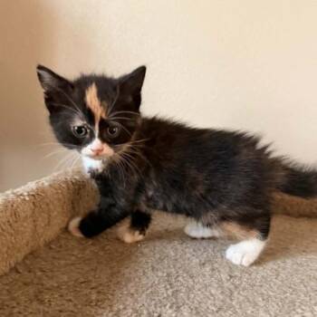 Domestic Medium Hair and Domestic Short Hair Cats Available for Adoption in Janesville, Wisconsin - Willow | PetCurious