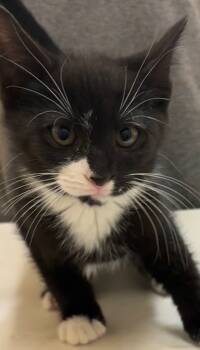 Rescue Domestic Short Hair Cats for Adoption in Elizabethton, Tennessee - DAGGER | PetCurious