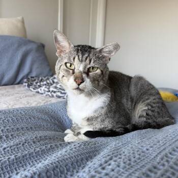 Thomas -  Domestic Short Hair Cat for Adoption in Crowley, Texas - Thomas | PetCurious