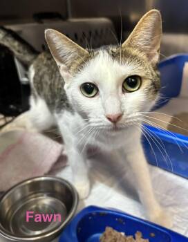 Domestic Short Hair Cats Available for Adoption in Las Vegas, Nevada - Fawn | PetCurious