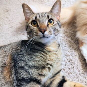 Domestic Short Hair Cats Available for Adoption in Murfreesboro, Tennessee - Wasabi | PetCurious