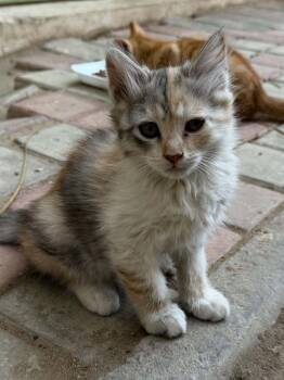 Siberian and Domestic Short Hair Cats Available for Adoption in Brampton, Ontario - Rosa - 5 Siblings  | PetCurious