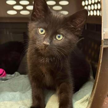Knicks -  Domestic Short Hair Cat for Adoption in Nampa, Idaho - Knicks | PetCurious