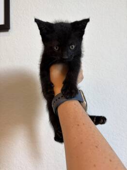 Fiasco -  Domestic Short Hair Cat for Adoption in San Jose, California - Fiasco | PetCurious