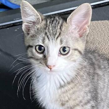 Zack (AO36528) -  Domestic Short Hair Cat for Adoption in Kansas City, Kansas - Zack (AO36528) | PetCurious