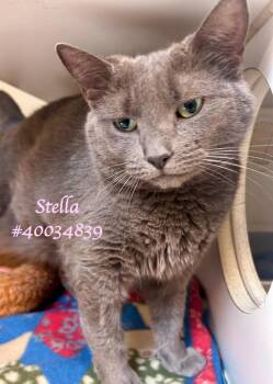 Rescue Domestic Short Hair Cats for Adoption in Wilkes-barre, Pennsylvania - Stella | PetCurious