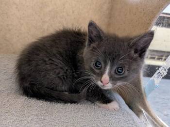 RUSTON -  Domestic Short Hair Cat for Adoption in Kent, Washington - RUSTON | PetCurious