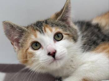 Gloria -  Domestic Medium Hair Cat for Adoption in Portland, Oregon - Gloria | PetCurious