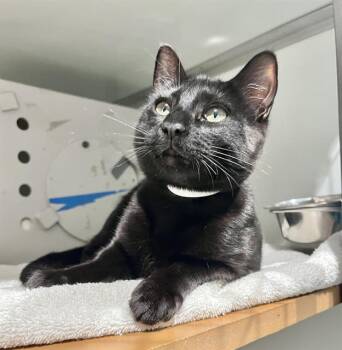 JOEL -  Domestic Short Hair Cat for Adoption in San Francisco, California - JOEL | PetCurious