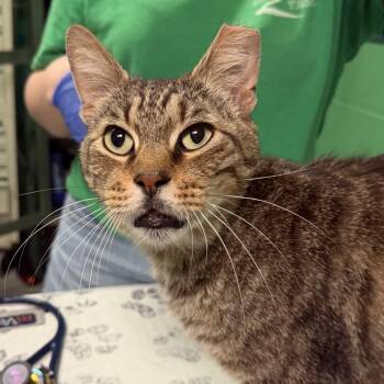 Wrinkles -  Domestic Short Hair Cat for Adoption in Kennett Square, Pennsylvania - Wrinkles | PetCurious